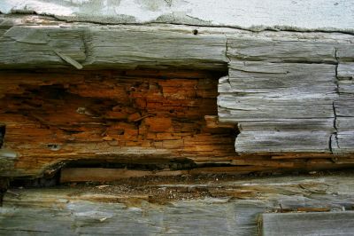 Wood Rot and Decay